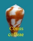 Conus coffeae, Gmelin 1791